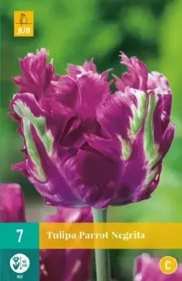 TULIPA 'Negrita Parrot'