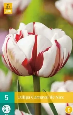 TULIPA 'Carnival de Nice'