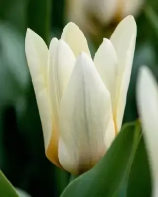 TULIPA 'Concerto'