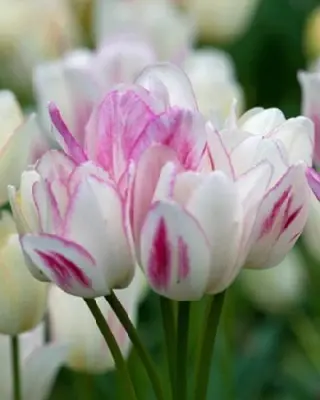 TULIPA 'Candy Club'