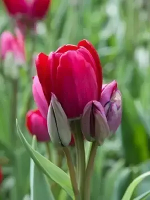 TULIPA 'Fiery Club'