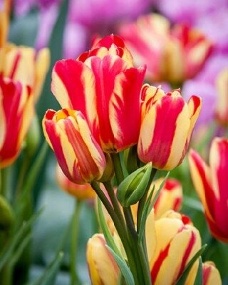 TULIPA 'Wonder Club'