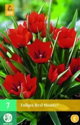 TULIPA 'Red Hunter'