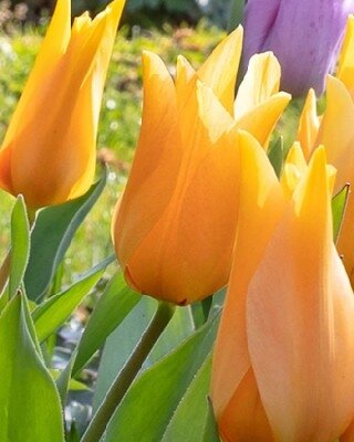 TULIPA praestans 'Shogun'