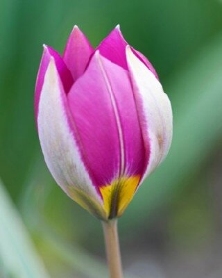 TULIPA humilis 'Persian Pearl'