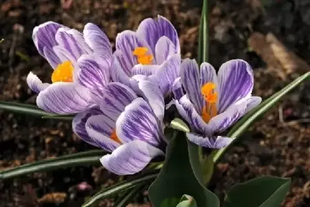 CROCUS 'Pickwick'