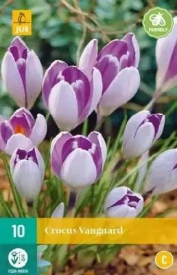 CROCUS 'Vanguard'