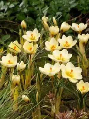 CROCUS 'Cream Beauty'