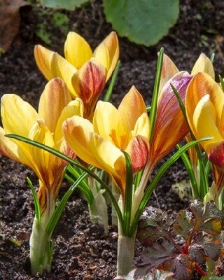 CROCUS chrysanthus fuscotinctus