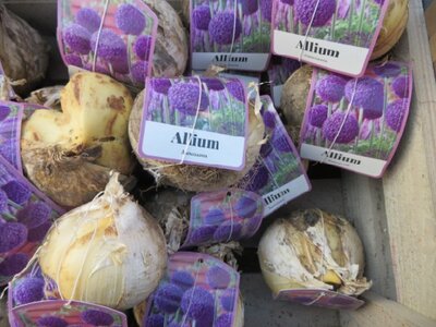 ALLIUM 'Art' - image 2