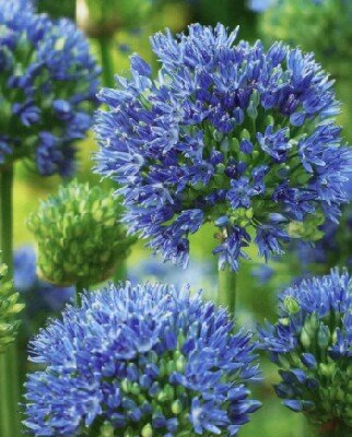 ALLIUM caeruleum