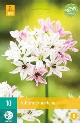 ALLIUM 'Cameleon'