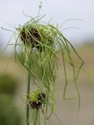 ALLIUM vineale 'Hair'