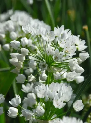 ALLIUM neapolitanum