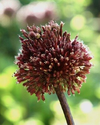 ALLIUM amethystinum 'Red Mohican'