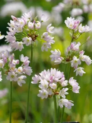 ALLIUM roseum