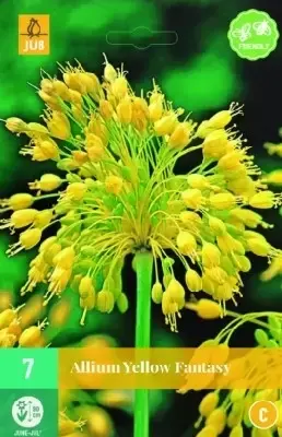 ALLIUM 'Yellow Fantasy'