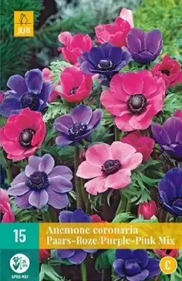 ANEMONE coronaria Purple / Pink Mix