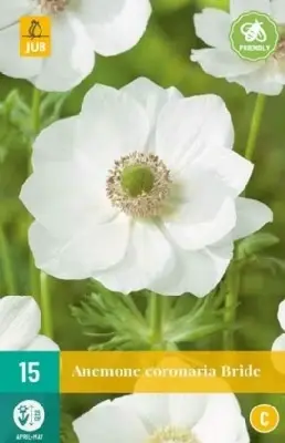 ANEMONE coronaria 'Die Braut'