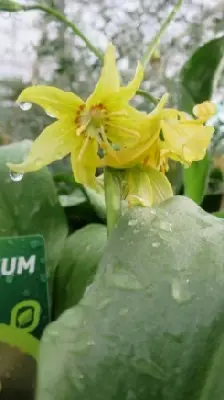 ERYTHRONIUM 'Pagoda'