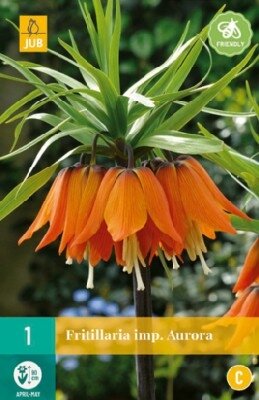 FRITILLARIA imperialis 'Aurora'