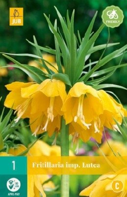 FRITILLARIA imperialis 'Lutea'