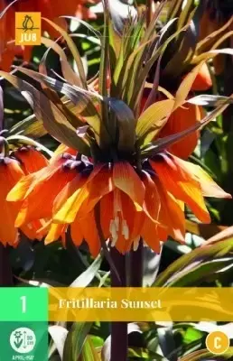 FRITILLARIA imperialis 'Sunset'