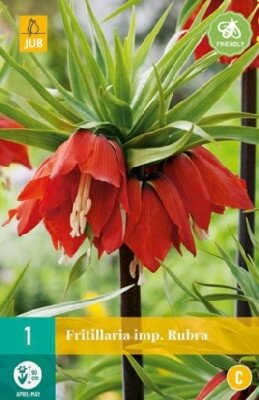 FRITILLARIA imperialis 'Rubra'