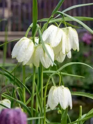 FRITILLARIA meleagris 'Alba'