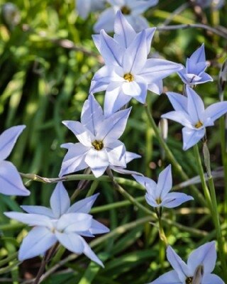 IPHEION 'Wisley Blue'