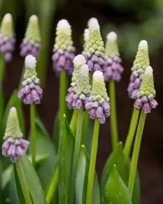 MUSCARI latifolium 'Grape Ice'