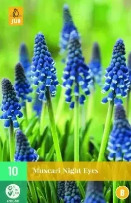 MUSCARI armeniacum 'Night Eyes'