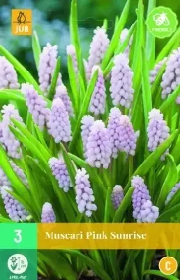 MUSCARI 'Pink Sunrise'