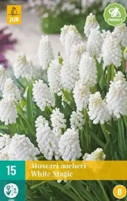 MUSCARI aucheri 'White Magic'