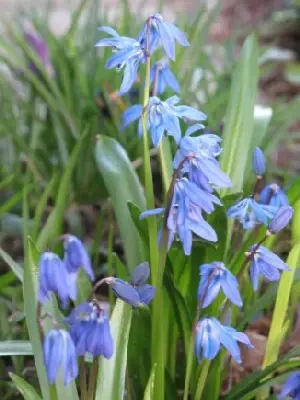 SCILLA siberica