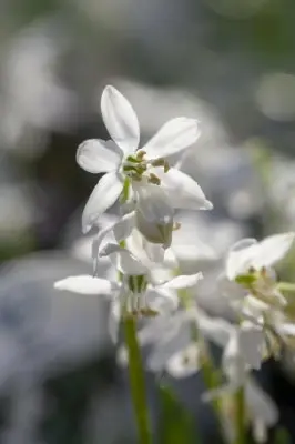 SCILLA siberica 'Alba'