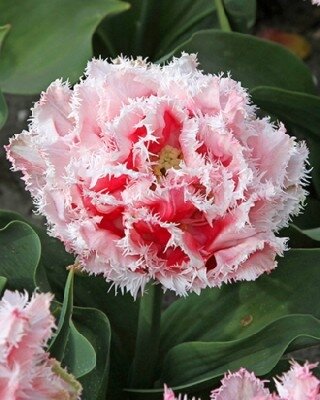 TULIPA 'Queensland'