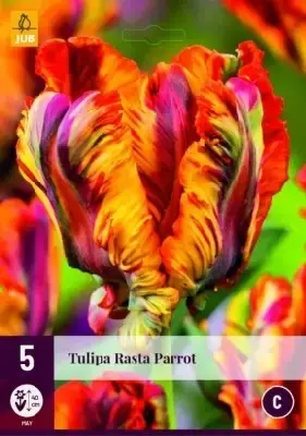 TULIPA 'Rasta Parrot'