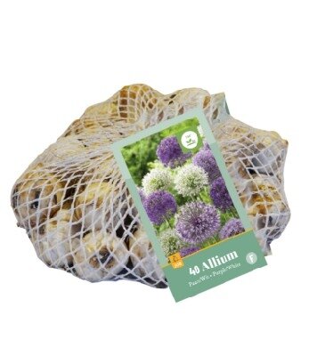 ALLIUM Purple & White