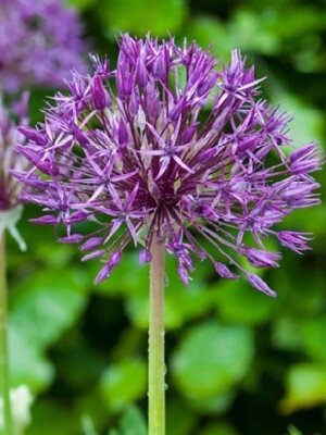 ALLIUM 'Purple Rain'