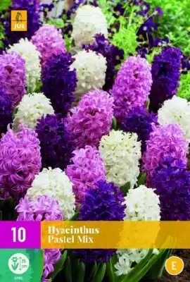 HYACINTHUS Pastel Mix