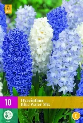 HYACINTHUS Blue Water Mix