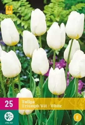 TULIPA 'Triumph White'