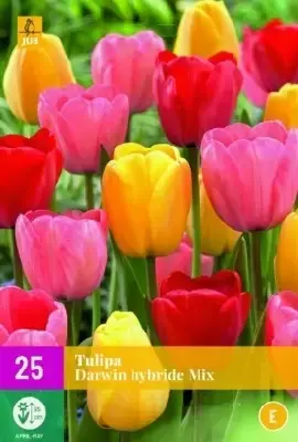 TULIPA Darwin Hybrids Mix