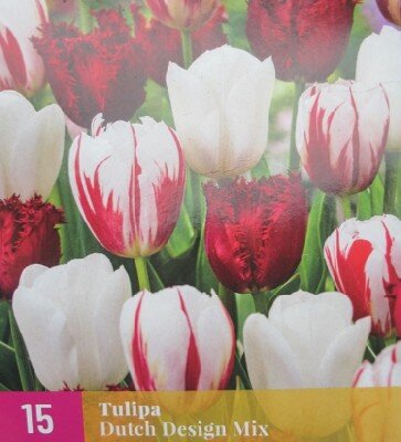 TULIPA Dutch Design mix