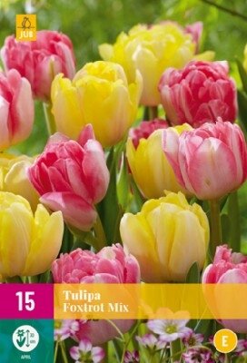 TULIPA Foxtrot Mix