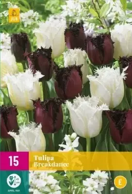 TULIPA 'Breakdance'