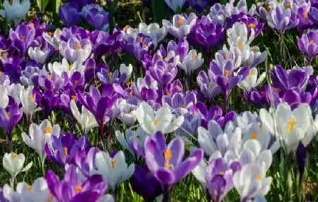 CROCUS Blue & White Mix