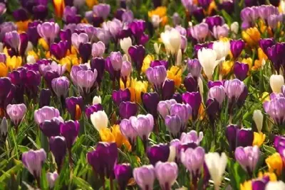 CROCUS Large Flowered Mixed