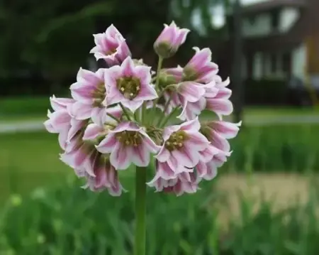 ALLIUM siculum